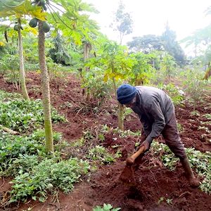 clearing ground to plant beans