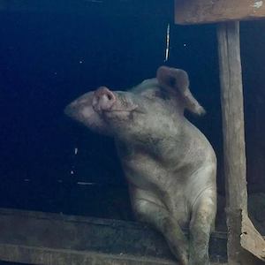 Porridge and Rice's first breeding sow